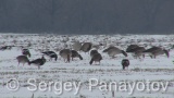Video of Red-breasted goose - Red-breasted Goose with Greylag Goose eating grass in winter snow fields